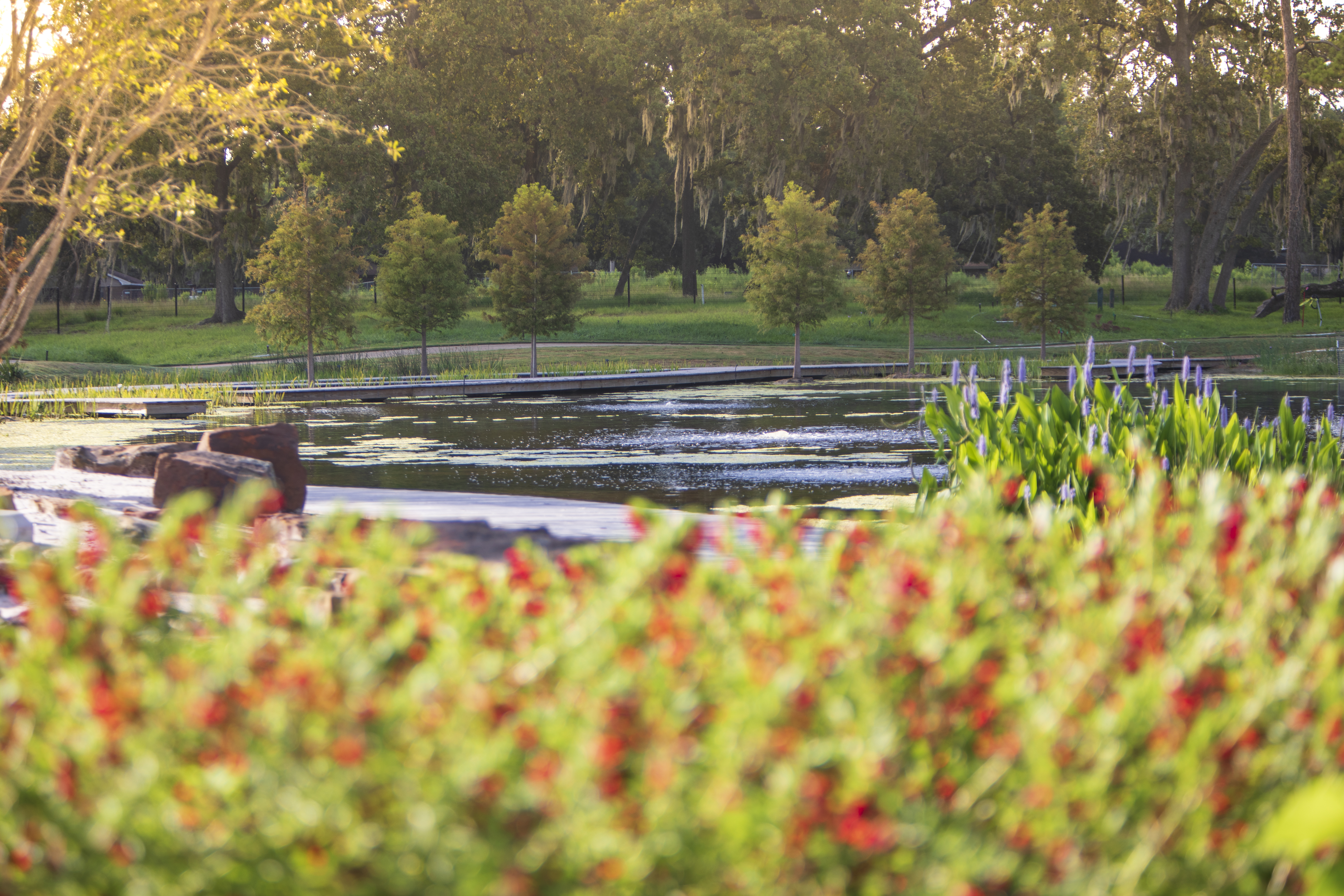 Houston Botanic Garden_LagoFamily Discovery Garden.jpg